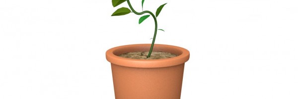 Potted Vine